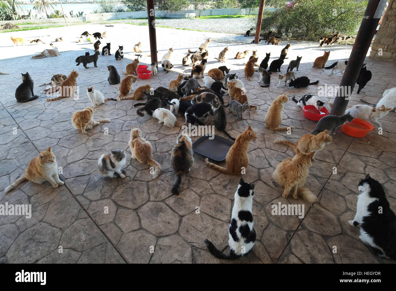 Friends of Larnaca Cats volunteers feed stray cats beside the Hala Sultan Tekke mosque on the shores of Larnaca Lake, Cyprus. Stock Photo