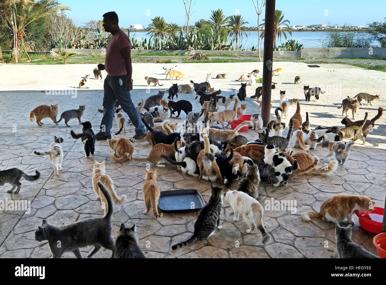 Friends of Larnaca Cats volunteers feed stray cats beside the Hala Sultan Tekke mosque on the shores of Larnaca Lake, Cyprus. Stock Photo