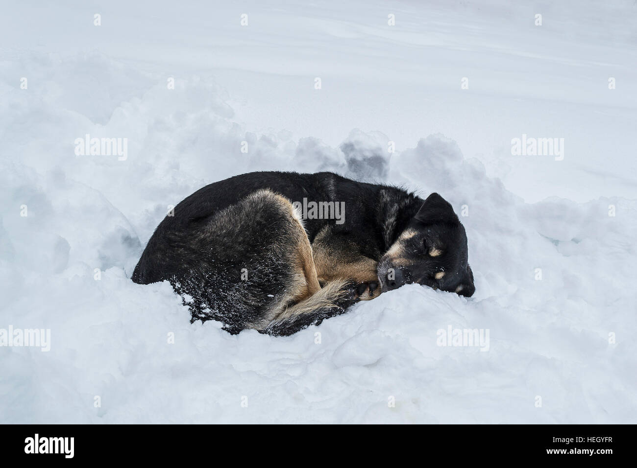 Dog sleeping outside in cheap winter