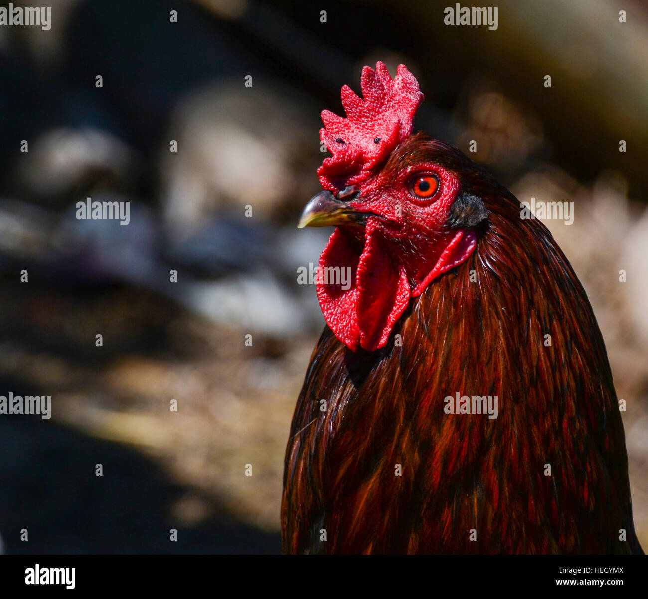 The rooster on the chicken farm. Stock Photo