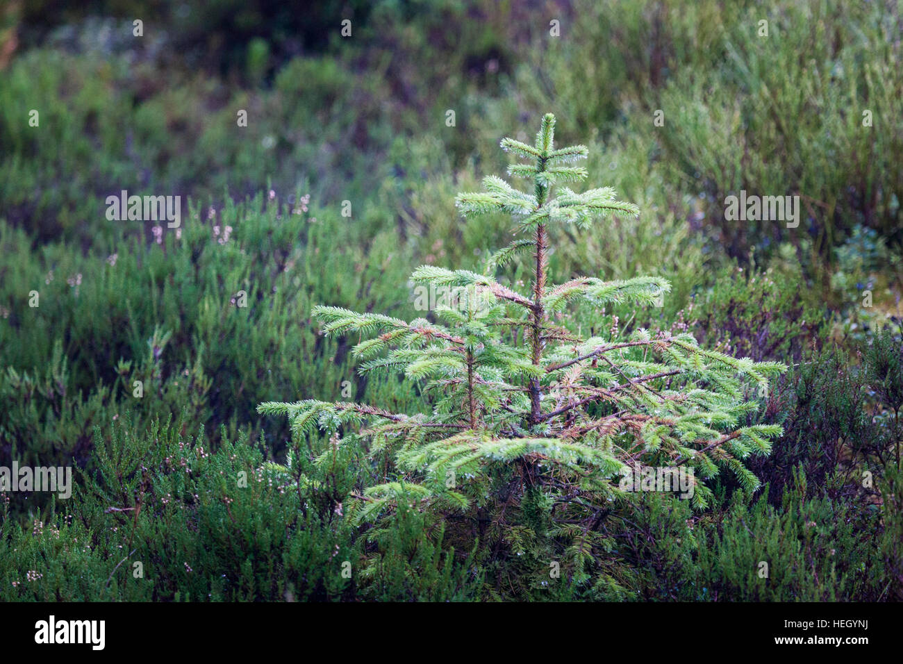 Sapling pine tree, northumberland, thrunton woods Stock Photo Alamy