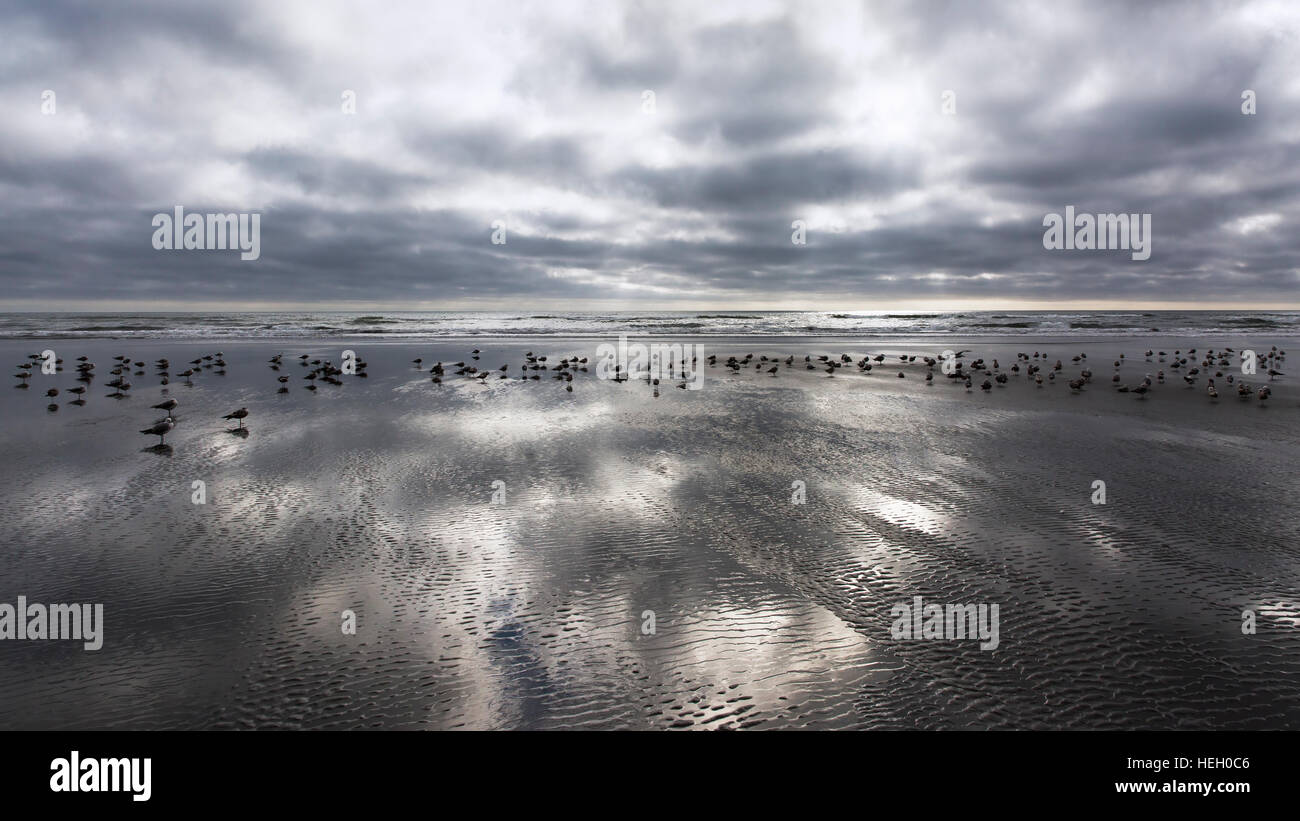 Kalaloch Beach with flock of gulls. Kalaloch Beach State Park, Washington.  Beaches in the Kalaloch area of Olympic National Park, identified by trail Stock Photo