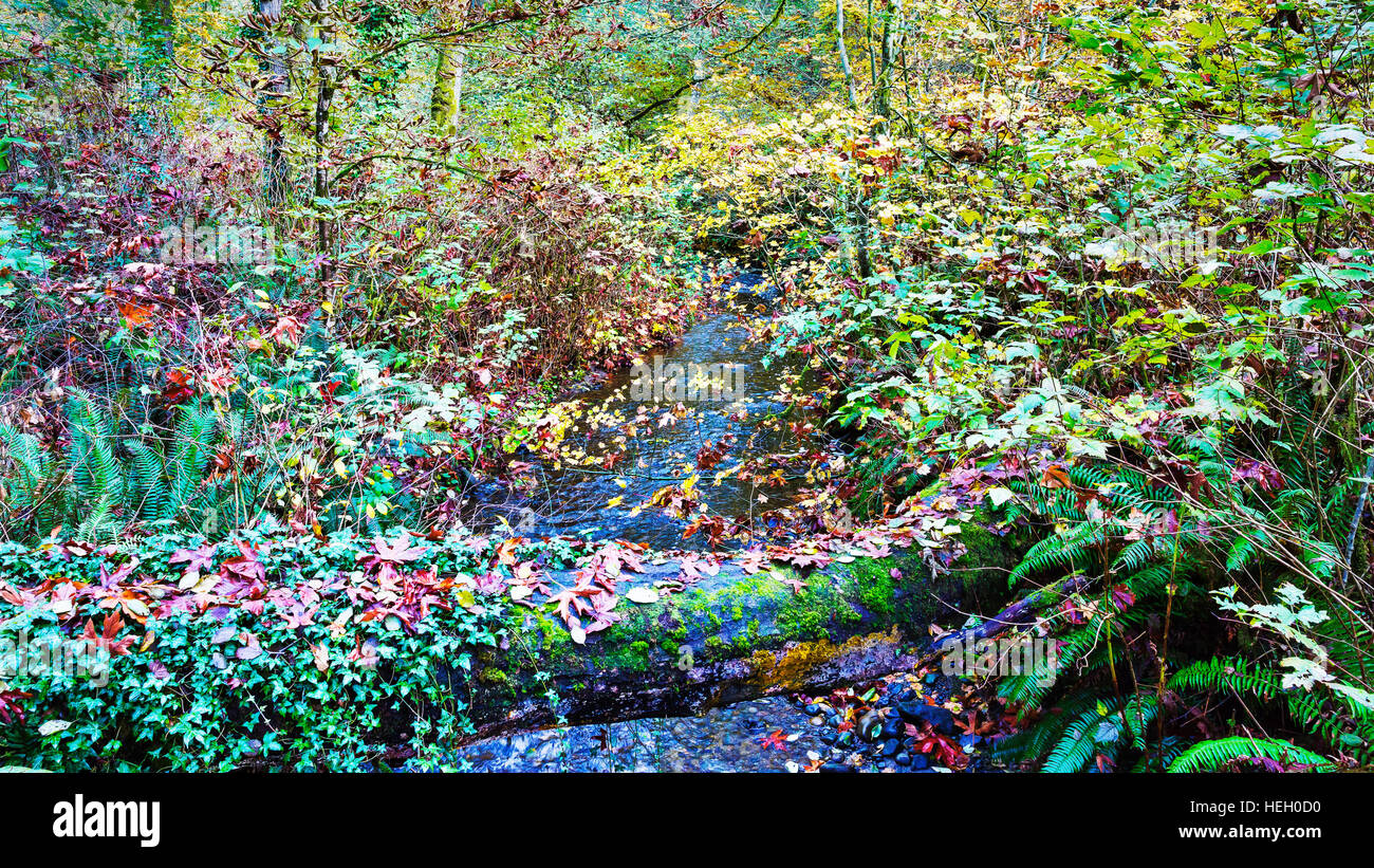 Fall color in Saltwater State Park, King County, Washington. Stock Photo