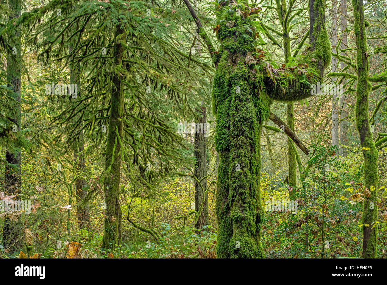 USA, Washington, Camas, Lacamas Park, Autumn forest with moss-covered bigleaf maple and western hemlock trees. Stock Photo