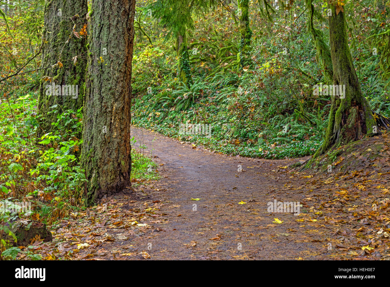 USA, Washington, Camas, Lacamas Park, Trail through autumn forest with Douglas fir, bigleaf maple and ferns. Stock Photo