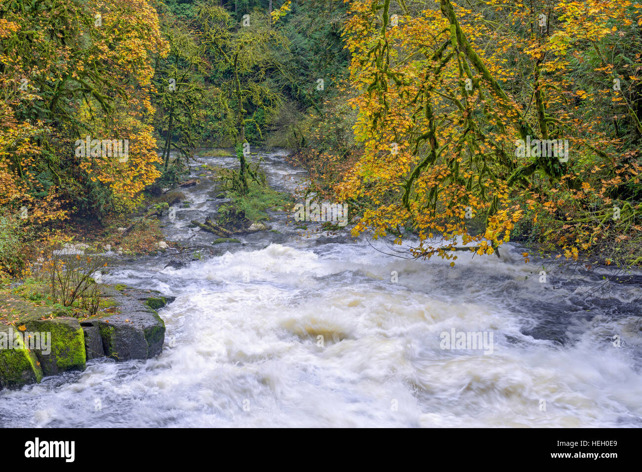 USA, Washington, Camas, Lacamas Park, Autumn colored bigleaf maple border Lower Falls on rain swollen Lacamas Creek. Stock Photo