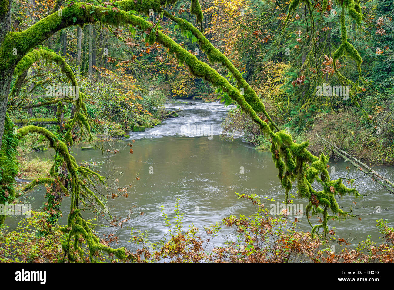 USA, Washington, Camas, Lacamas Park, Moss-covered branches of bigleaf maple stand out in autumn forest above Lacamas Creek. Stock Photo