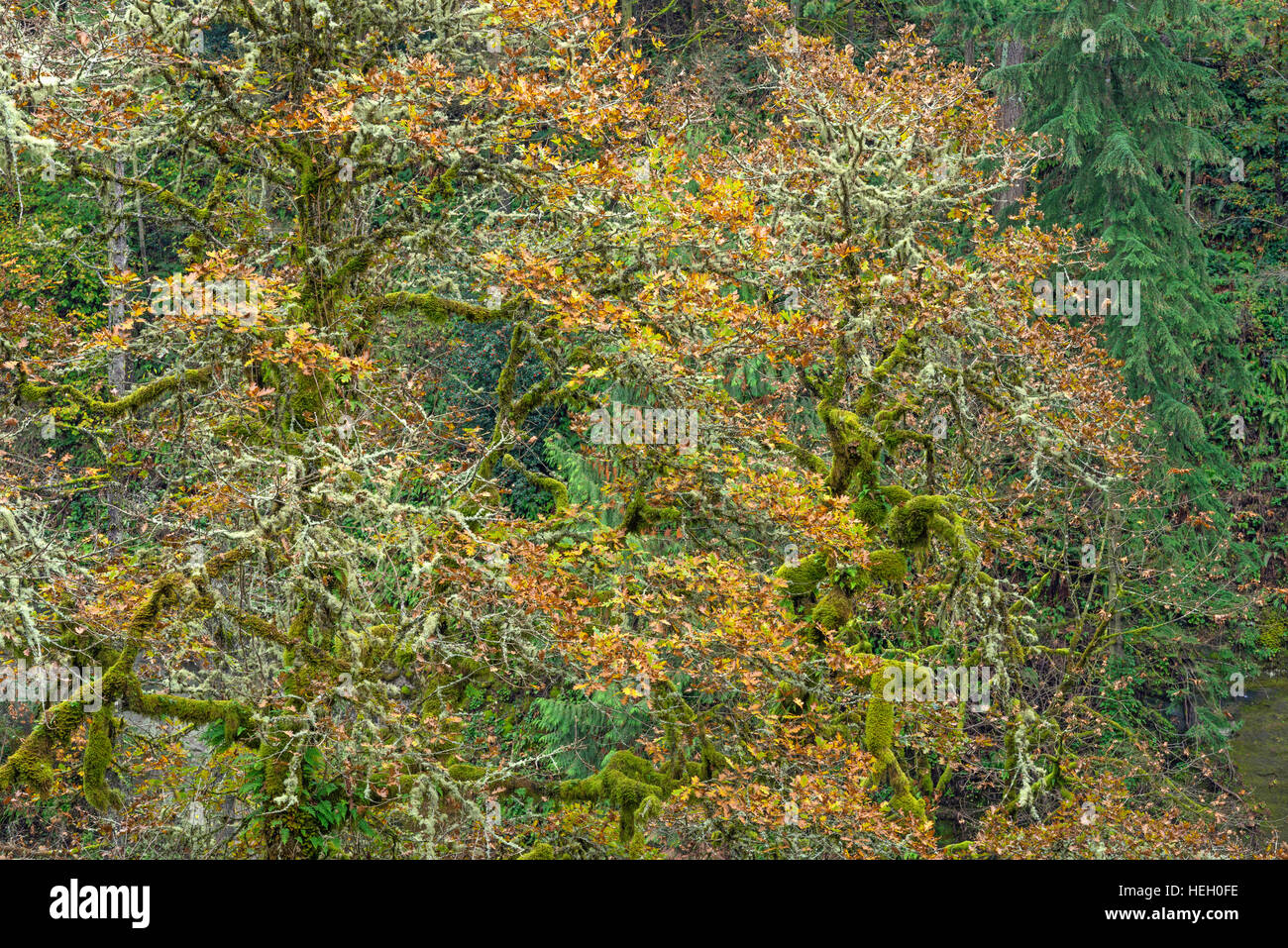USA, Washington, Camas, Lacamas Park, Multiple trunks of moss-laden Oregon white oak and autumn leaves. Stock Photo