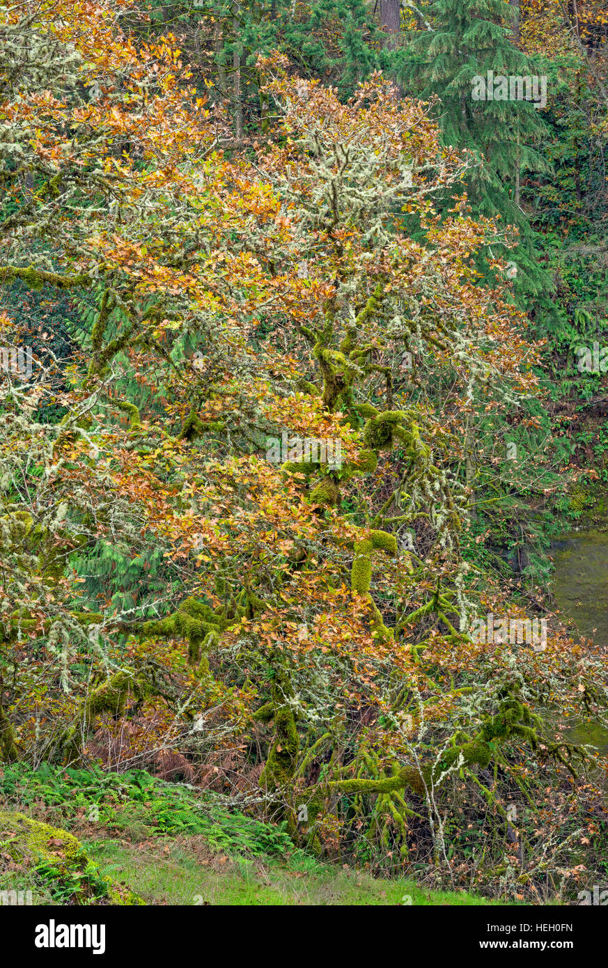 USA, Washington, Camas, Lacamas Park, Multiple trunks of moss-laden Oregon white oak and autumn leaves. Stock Photo