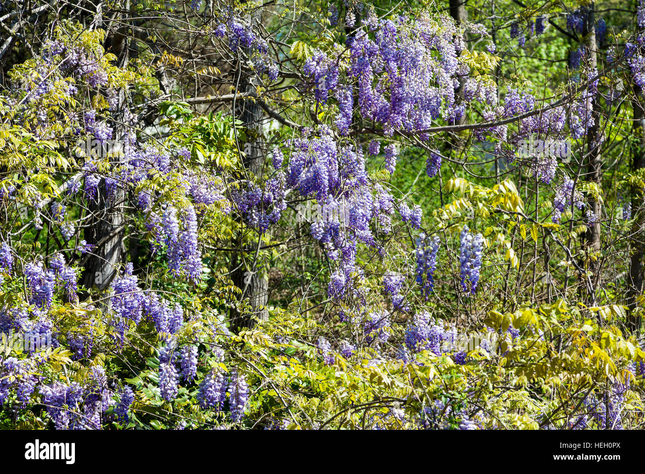 Purple Wisteria Vines on Green Stock Photo Alamy