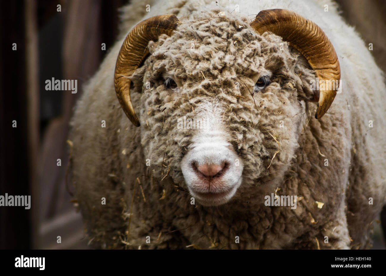 close-up of a horned dorset ram Stock Photo