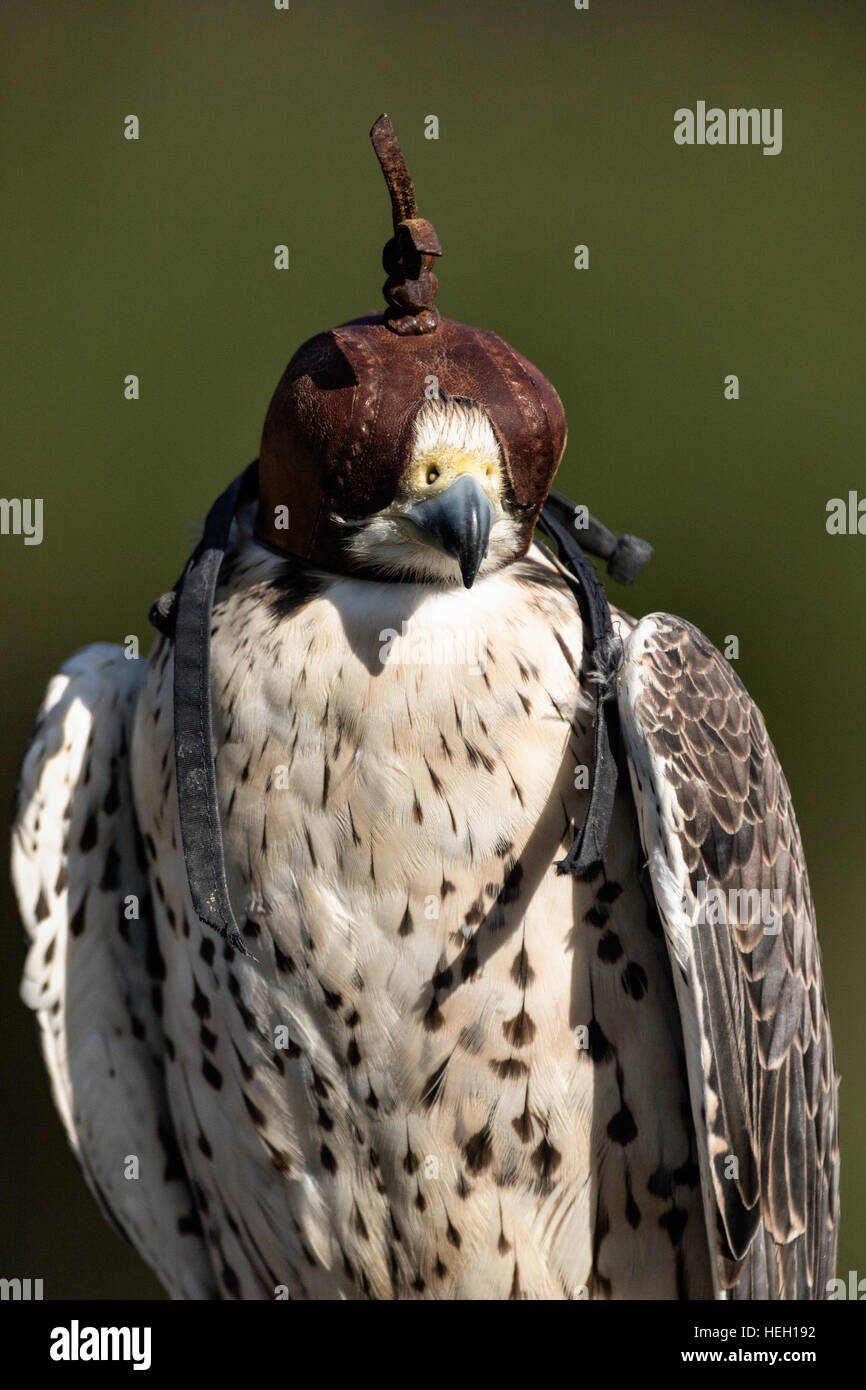 Falcon hood hires stock photography and images Alamy
