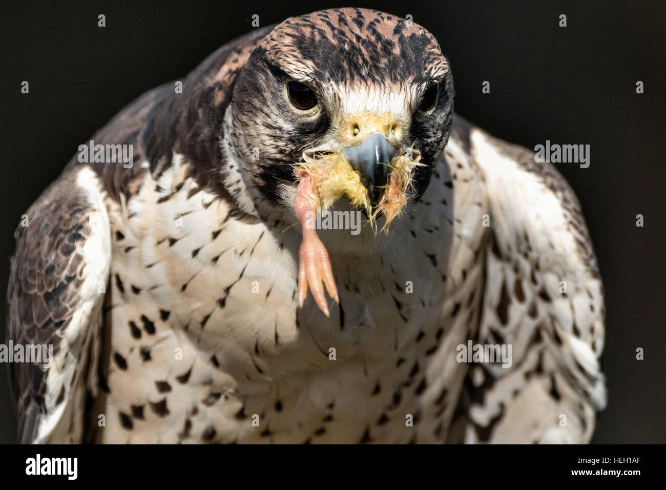 Portrait of a Lanner Falcon with a prey hanging from the beak at the Center for Birds of Prey November 15, 2015 in Awendaw, SC. Stock Photo