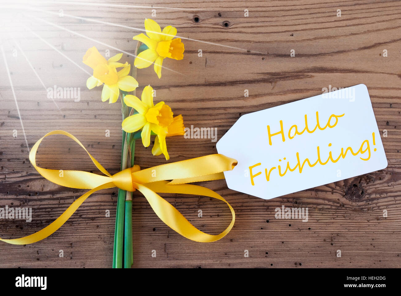 Sunny Narcissus, Label, Hallo Fruehling Means Hello Spring Stock Photo