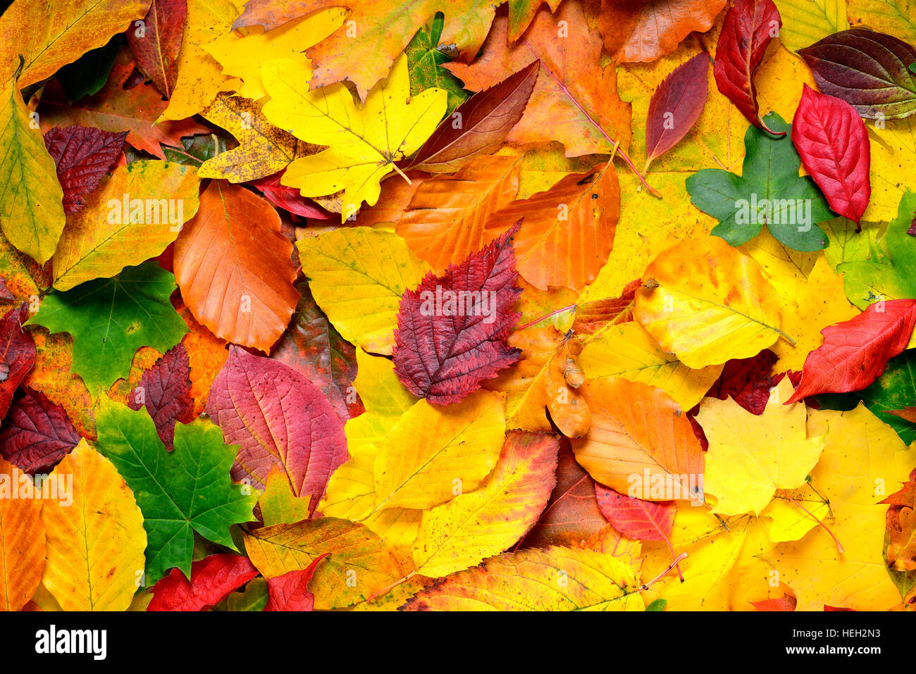 116f 1216152 hi-res stock photography and images - Alamy