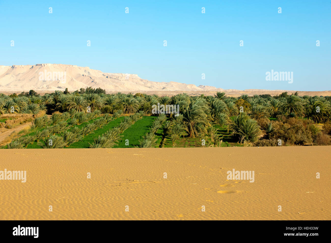Aegypten, Oase Dakhla, Landwirtschaft am Rand der Wüste Stock Photo - Alamy