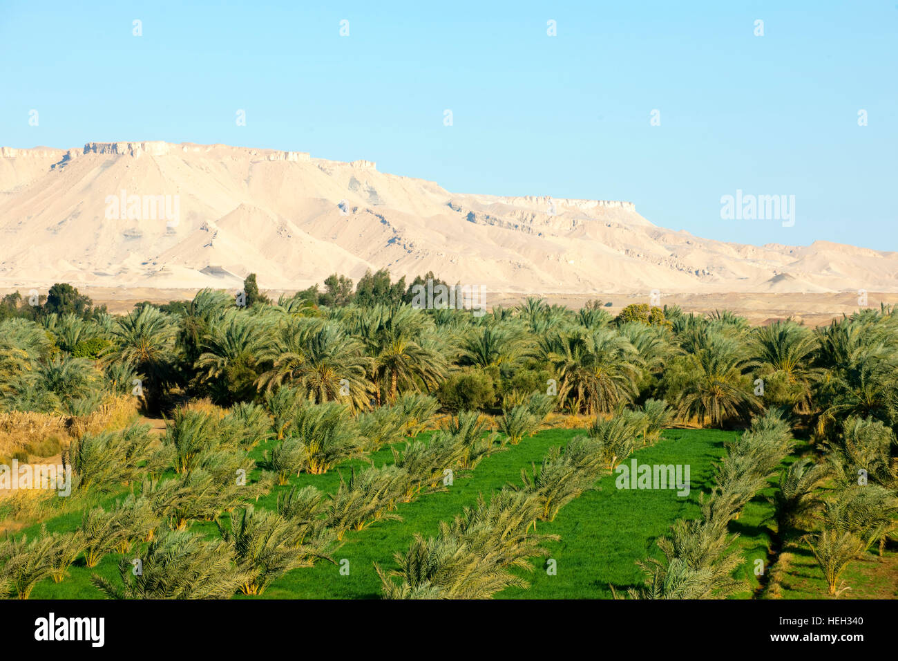 Aegypten, Oase Dakhla, Landwirtschaft am Rand der Wüste Stock Photo Alamy