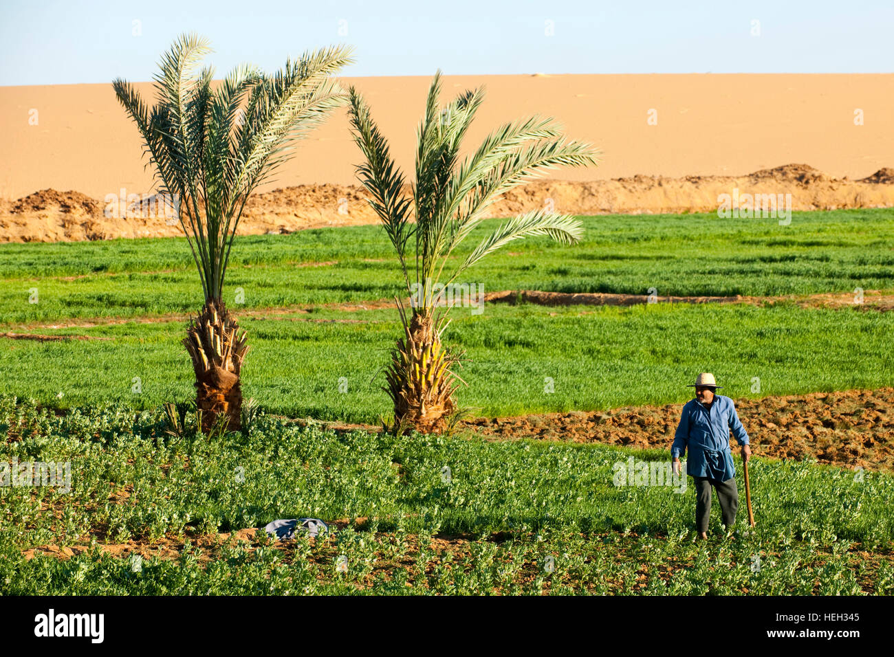 Aegypten, Oase Dakhla, Landwirtschaft am Rand der Wüste Stock Photo - Alamy