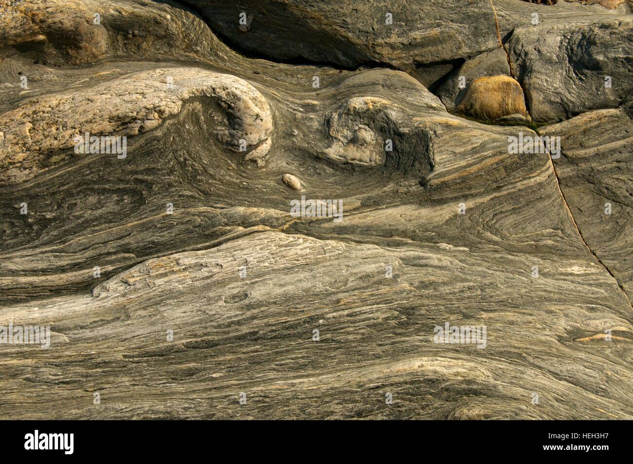 Rough petrified wood textures. Wood turned into stone Stock Photo Alamy
