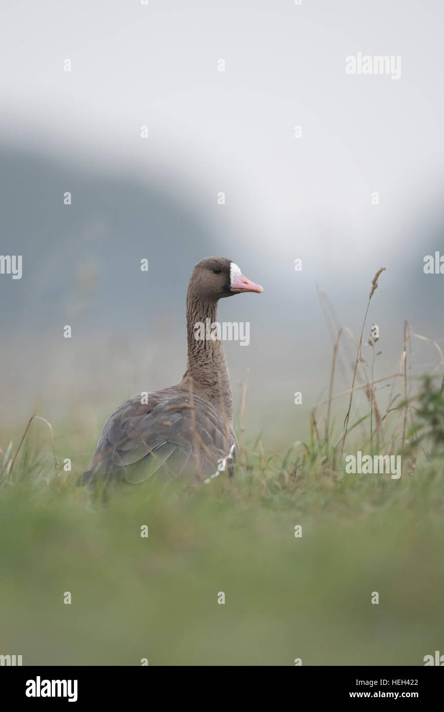 White-fronted Goose ( Anser albifrons ), sitting / resting in high grass of a meadow, watching back over its shoulder. Stock Photo