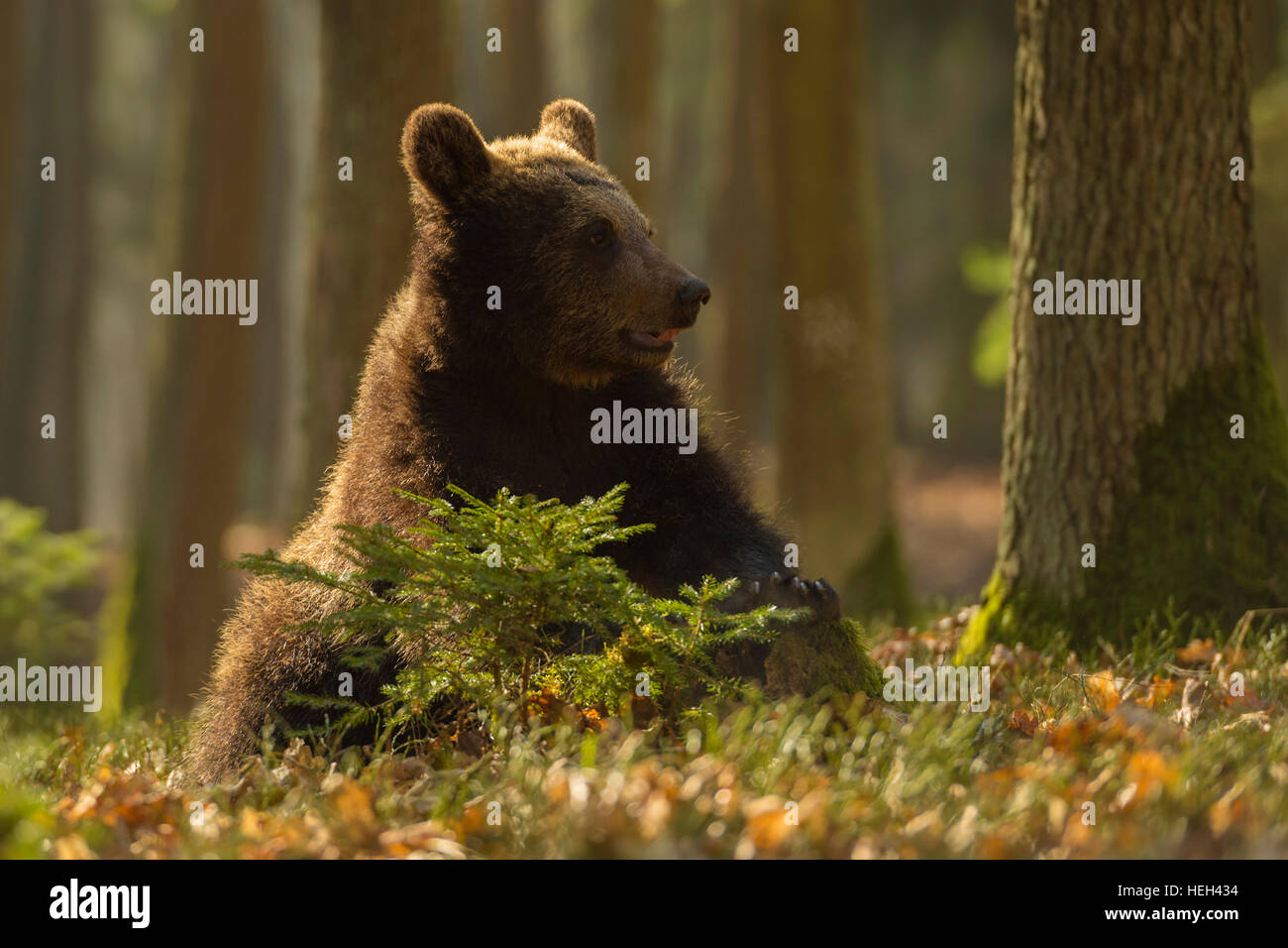 European Brown Bear / Braunbaer ( Ursus arctos ), grown-up cub, sitting on the ground of forest, looks funny, golden light. Stock Photo