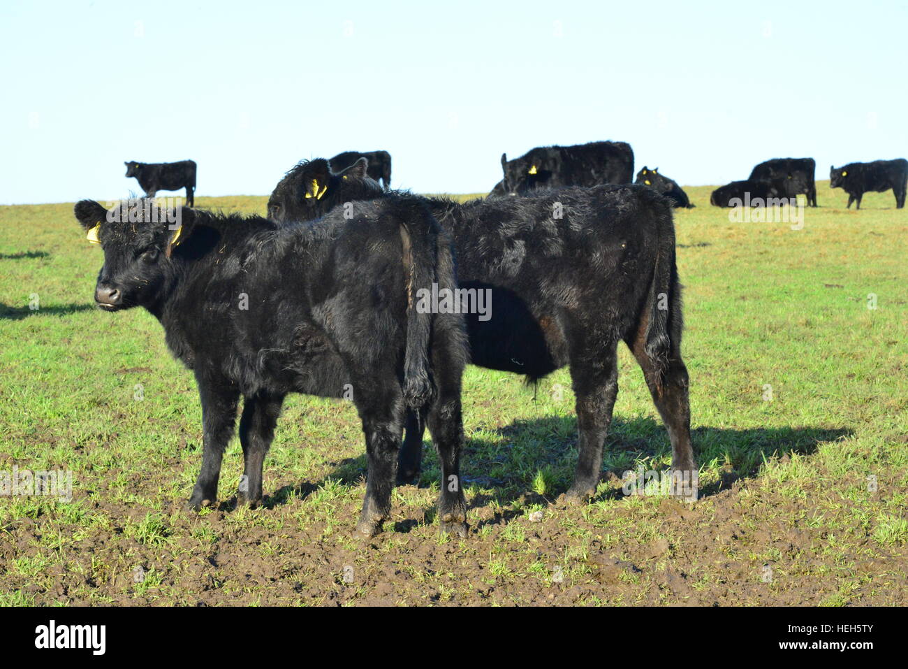Aberdeen Angus Cattle at a farm in West Sussex, England Stock Photo - Alamy
