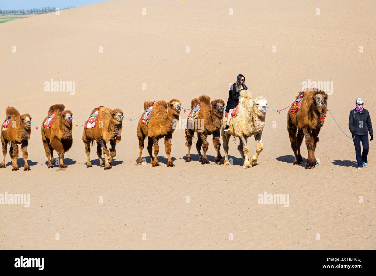THE SHISHIKUI シシクイ Cami Short / CAMEL THE SHISHIKUI シシクイ Cami Short / CAMEL