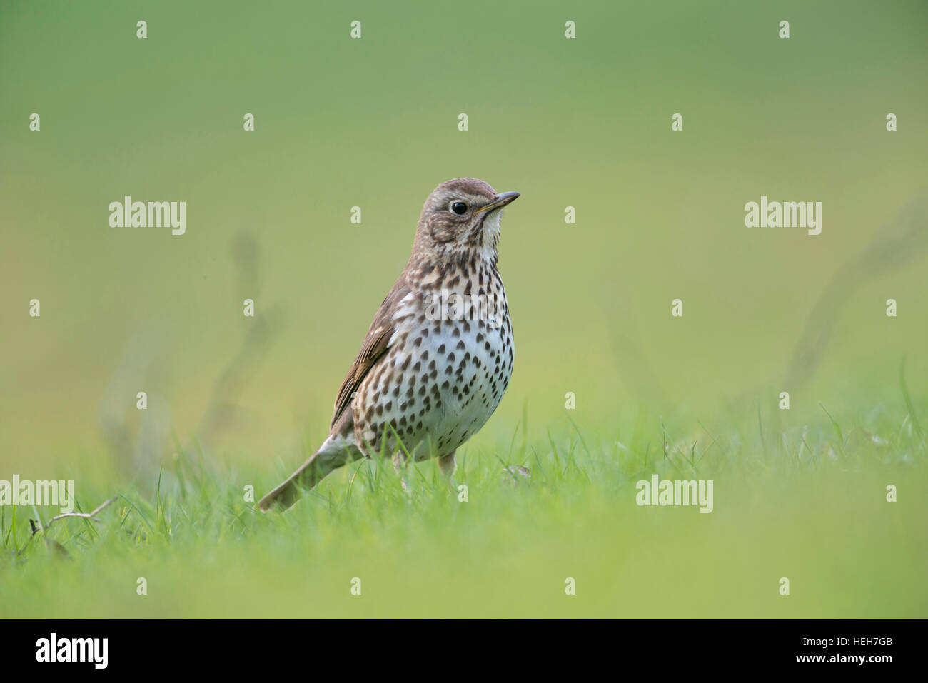 Song Thrush ( Turdus philomelos ) in its breeding dress, sitting on the ground, in grass, watching, low point of view. Stock Photo