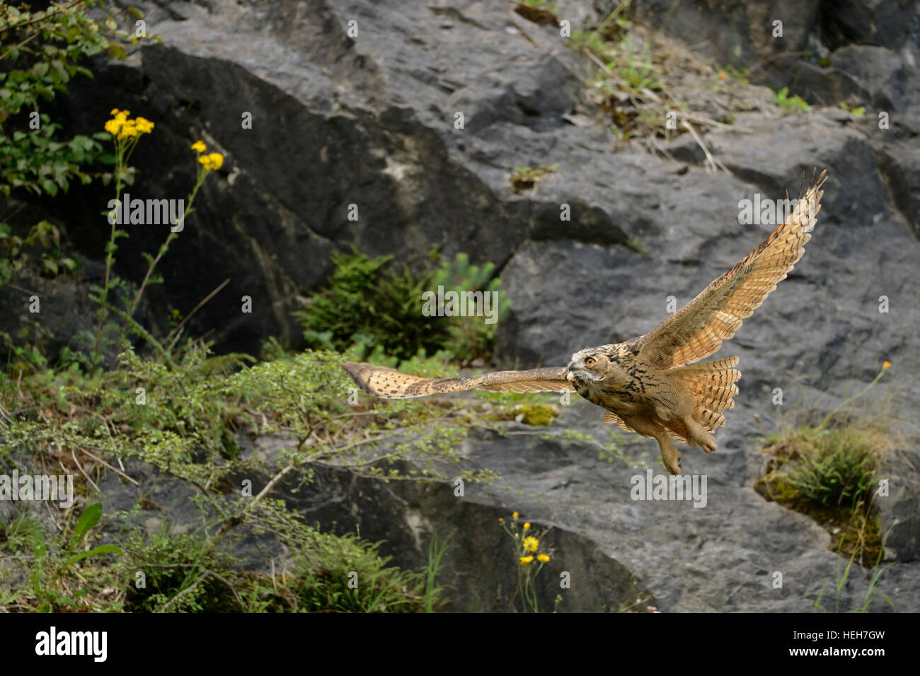Northern Eagle Owl / Europaeischer Uhu ( Bubo bubo ), young bird, flying, in flight through an old quarry, wildlife, Germany. Stock Photo