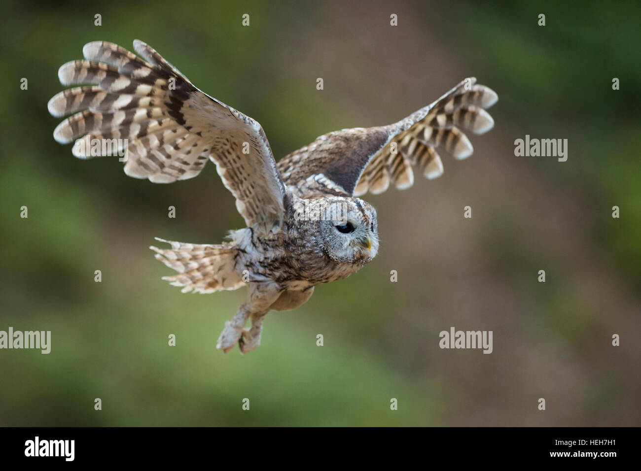 Tawny Owl / Waldkauz ( Strix aluco ) in flight, flying, beating its wings, detailed side view, clean background. Stock Photo
