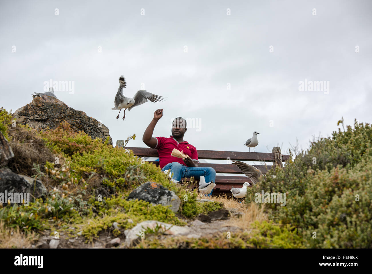 Man feeding seagulls at the coast Stock Photo