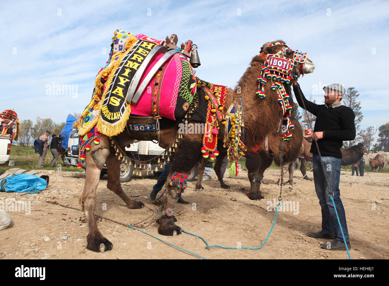 Traditional camel wrestling is very popular in Aegean Region of Turkey.Bodrum, Stock Photo