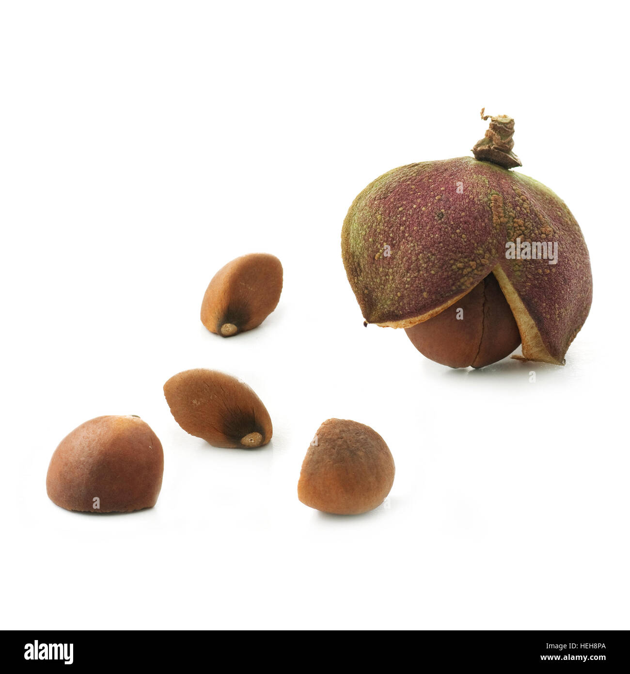 Camellia Seed High Resolution Stock Photography and Images Alamy