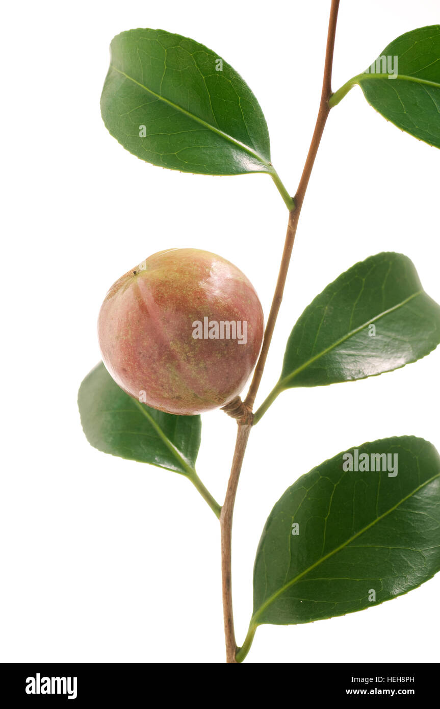 Camellia Seed High Resolution Stock Photography and Images Alamy
