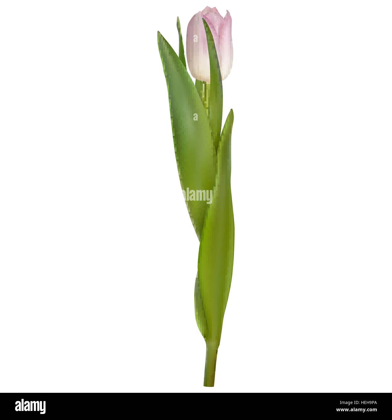 Purple tulips isolated on white background. EPS 10 Stock Vector Image ...