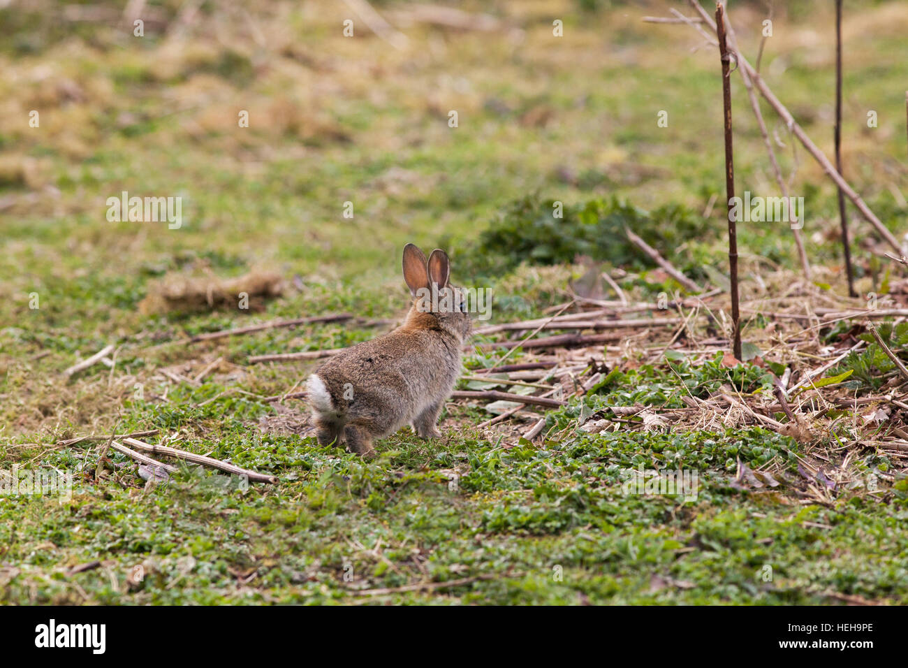 European Rabbit (Oryctolagus cuniculus). lerted to perceived possible danger. From rear view note raised white scut or tail, back feet about to thump Stock Photo