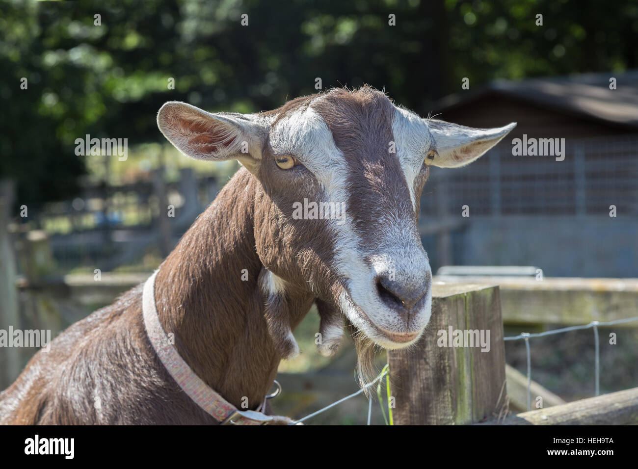 Close up of a goat's head, he looks friendly and like he's smiling.  He's close to the fence and was very curious. Stock Photo