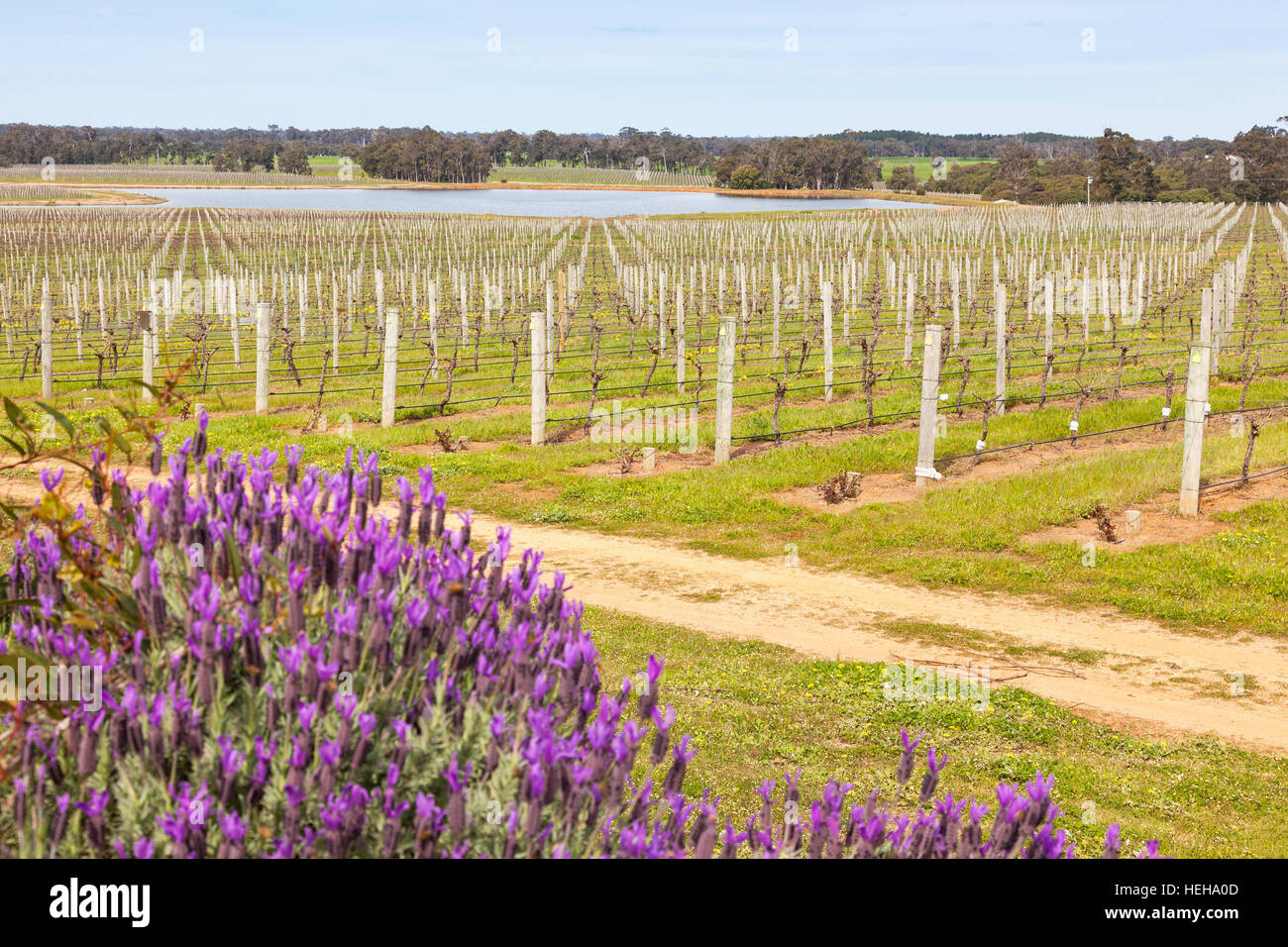 Vineyards in the Margaret River area of Western Australia. Stock Photo