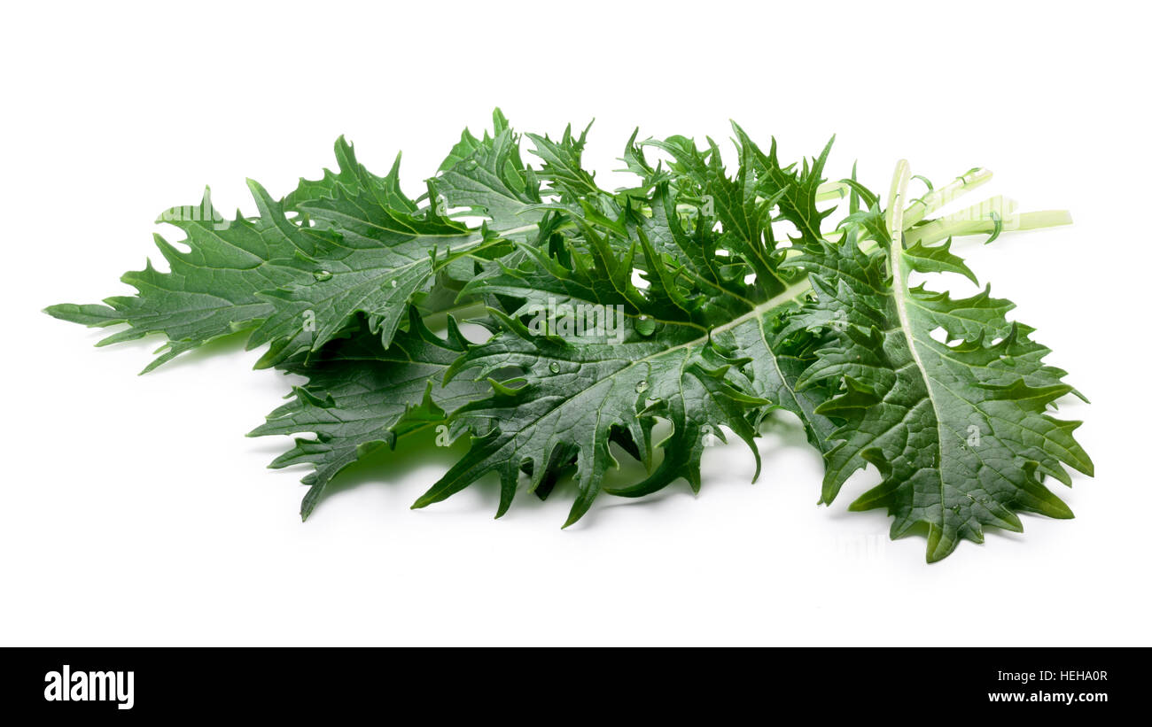 Bunch of Mizuna (Japanese mustard) leafy green salad. Brassica rapa nipponsinica cultivated variety. Clipping paths, shadow separated Stock Photo