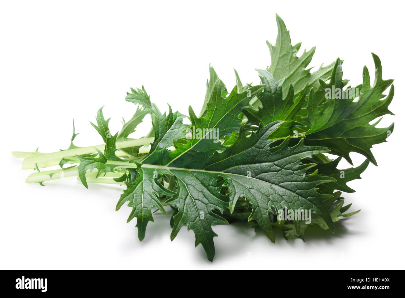 Bunch of Mizuna (Japanese mustard) leafy green salad. Brassica rapa nipponsinica cultivated variety. Clipping paths, shadow separated Stock Photo