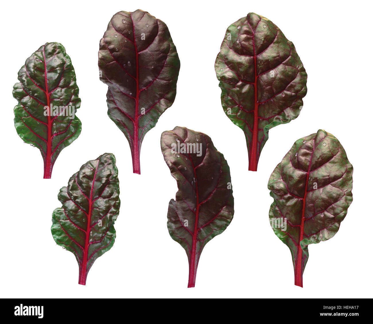 Set of leaves of Swiss chard or Mangold (Beta vulgaris subsp. Cicla-Group). Clipping path for each leaf Stock Photo