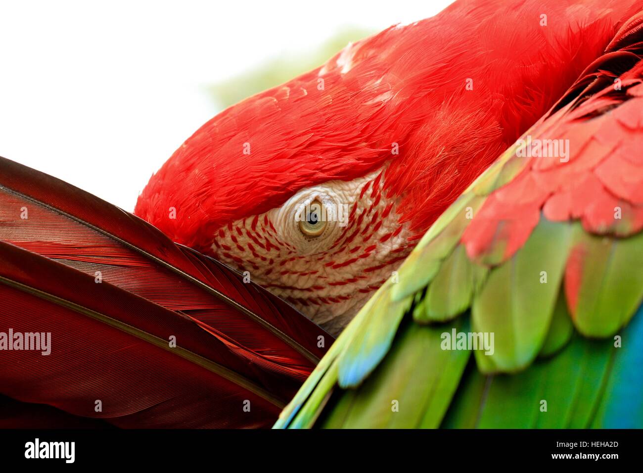 Picture of Rainbow Macaw, Parrot Stock Photo - Alamy