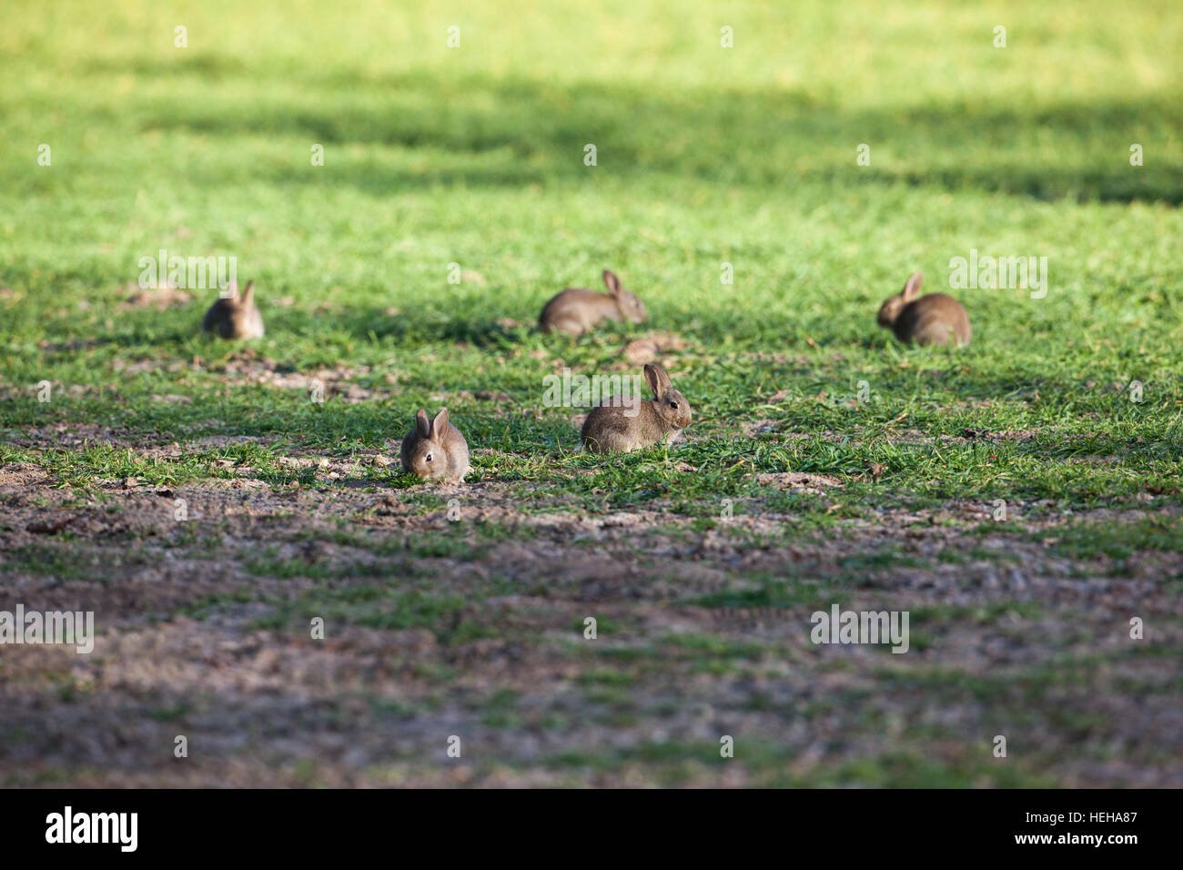 European rabbits damage crops hires stock photography and images Alamy
