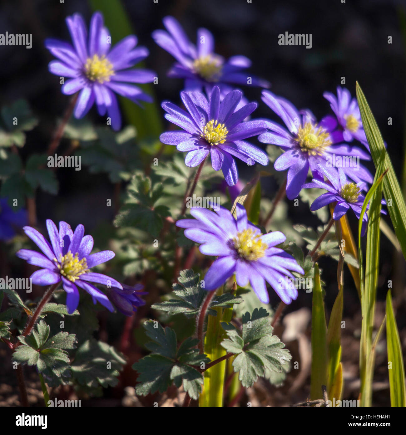 Blue Anemone Flowers with a Yellow Centre Stock Photo