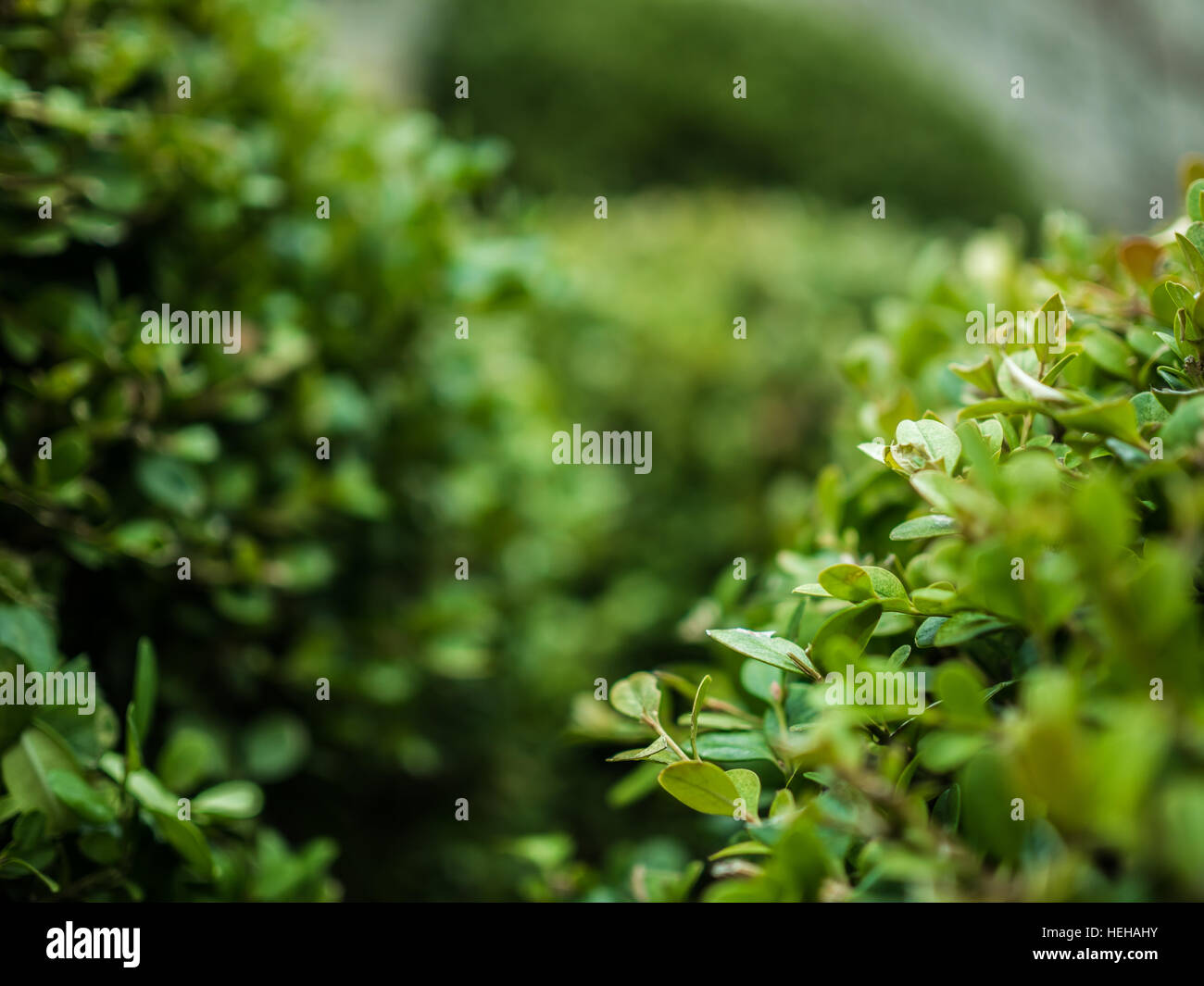 Close-up shot of green bushes in fall and winter months. A perfect background for any project. Stock Photo