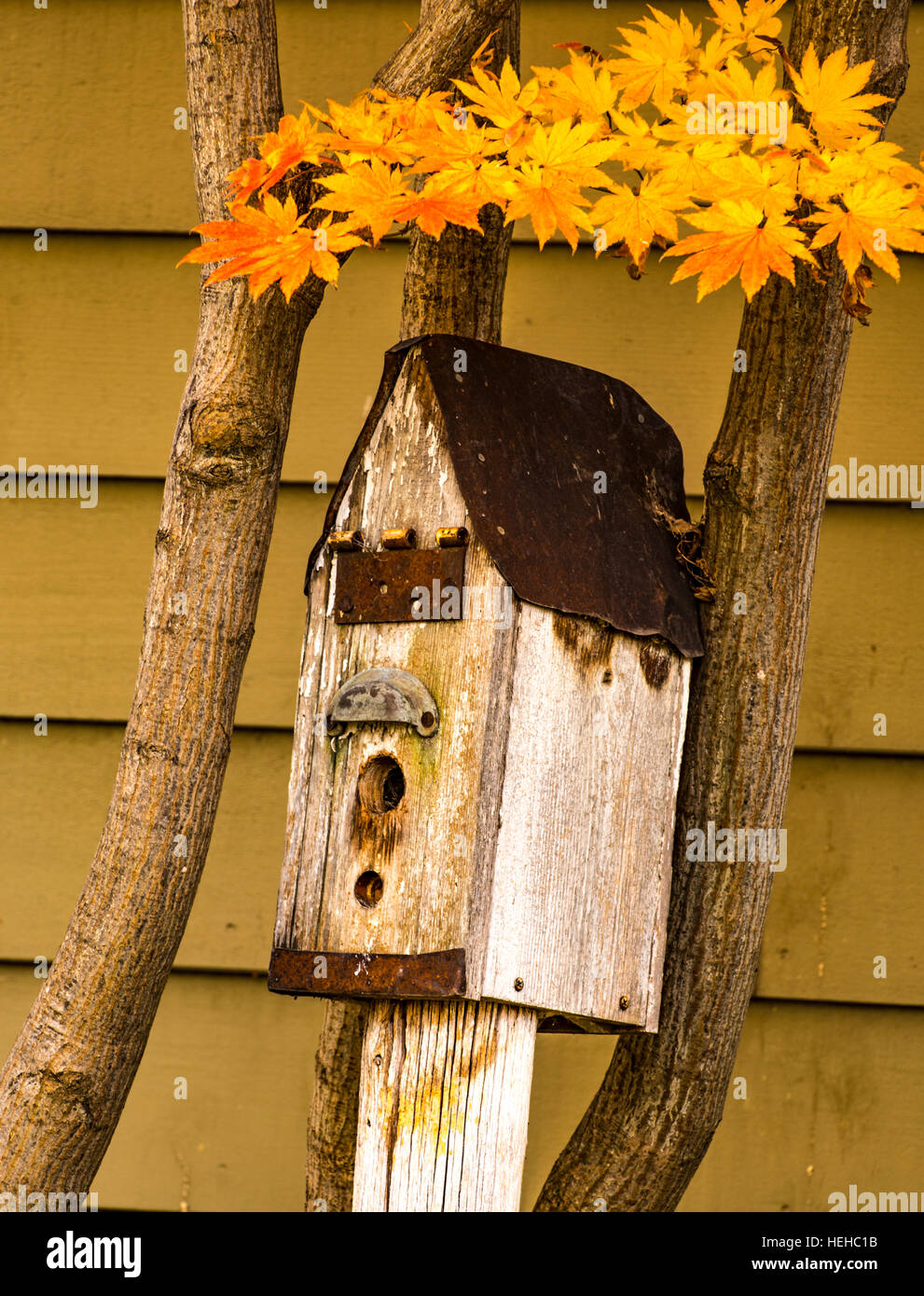 Birds, Autumn colors of a sweet gum tree and bird box in backyard of neighborhood. Idaho, USA Stock Photo