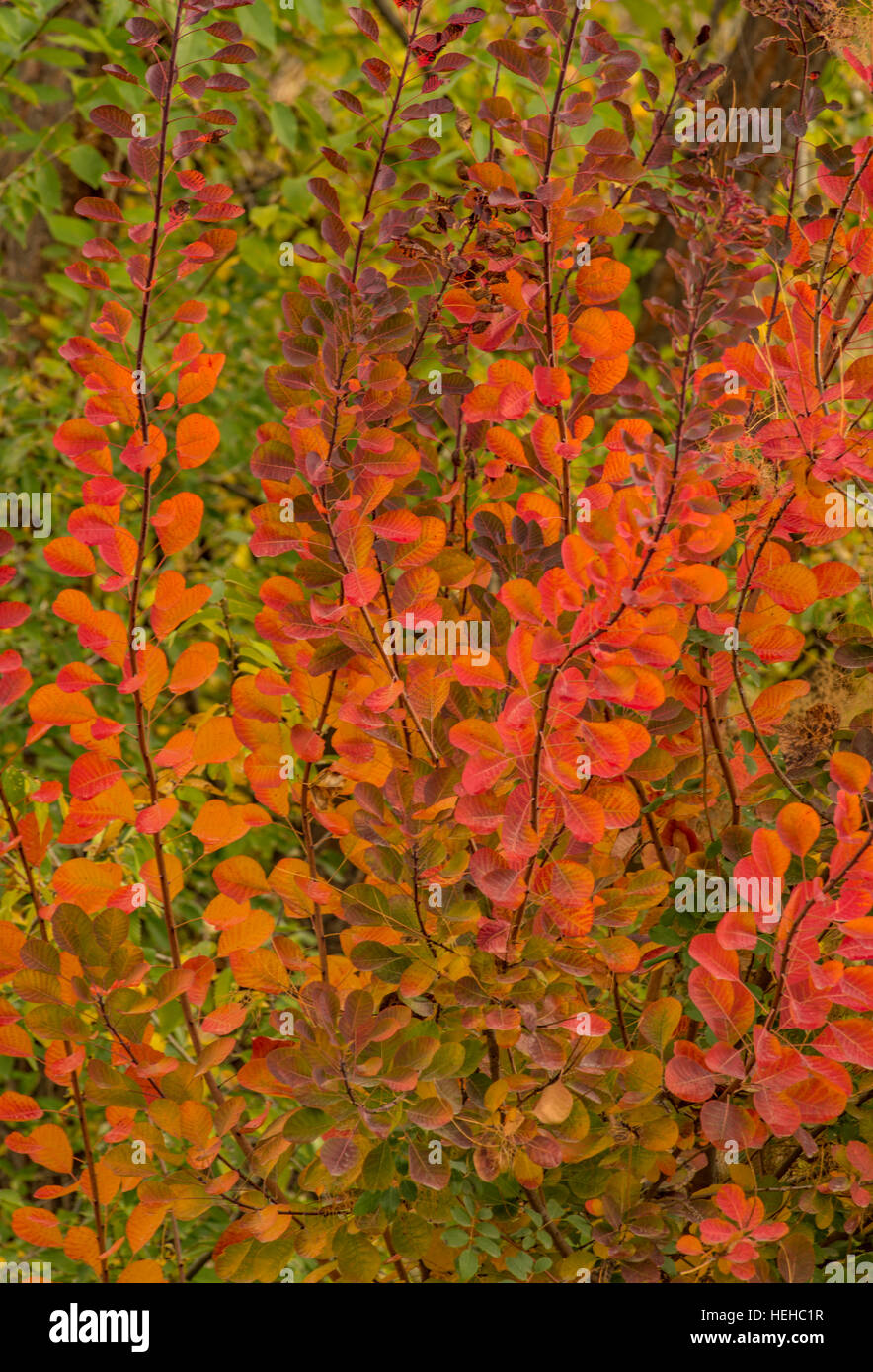 Autumn colors of Smoke Tree leaves in the fall, Idaho, USA Stock Photo