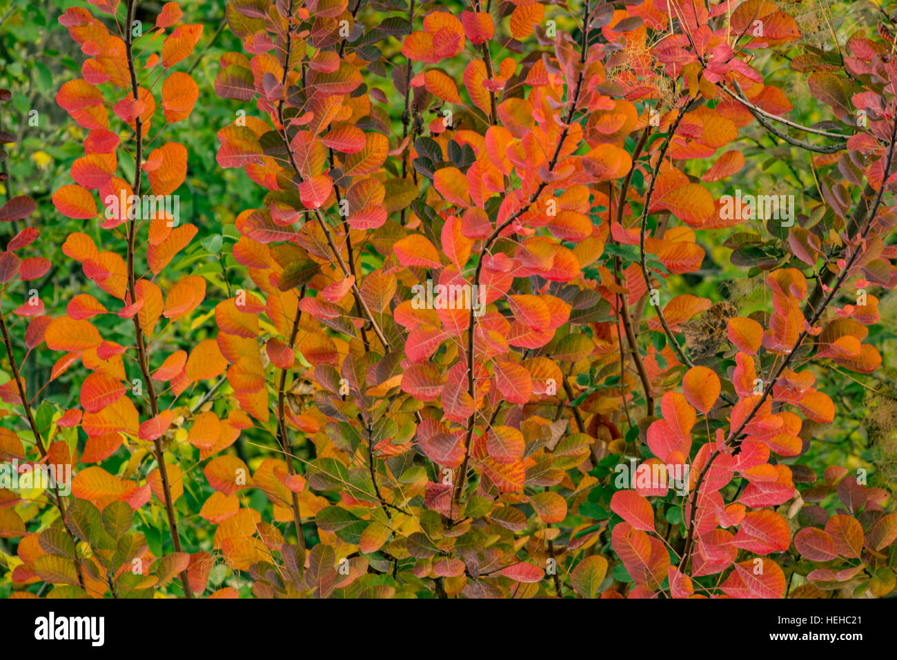 Autumn colors of Smoke Tree leaves in the fall, Idaho, USA Stock Photo