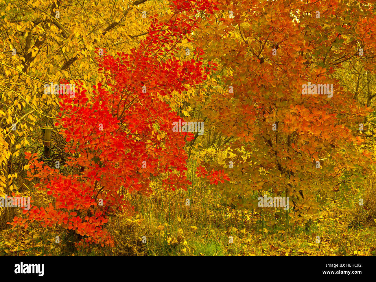 Autumn colors of Red Smoke Tree and yellow Cottonwoods, USA Stock Photo