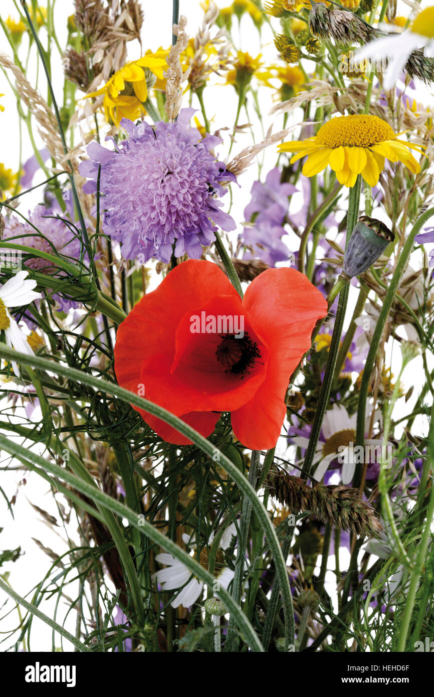 Bouquet of wildflowers in a vase Stock Photo - Alamy